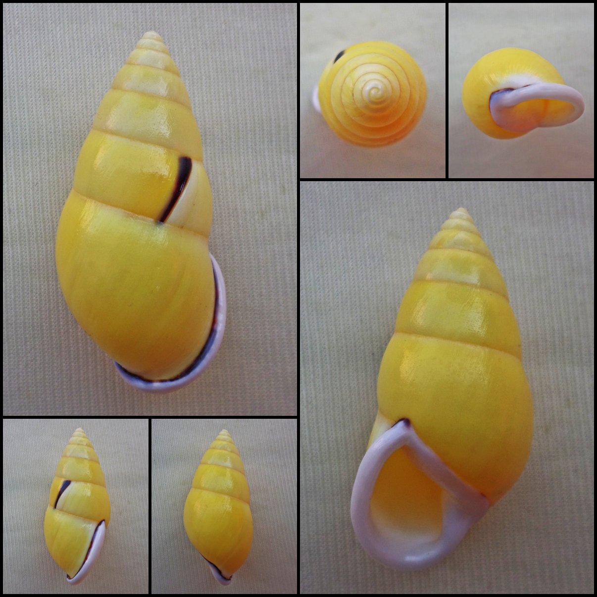 ABC22 - Amphidromus perversus butoti YELLOW FORM 49.25mm