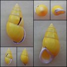ABC22 - Amphidromus perversus butoti YELLOW FORM 49.25mm