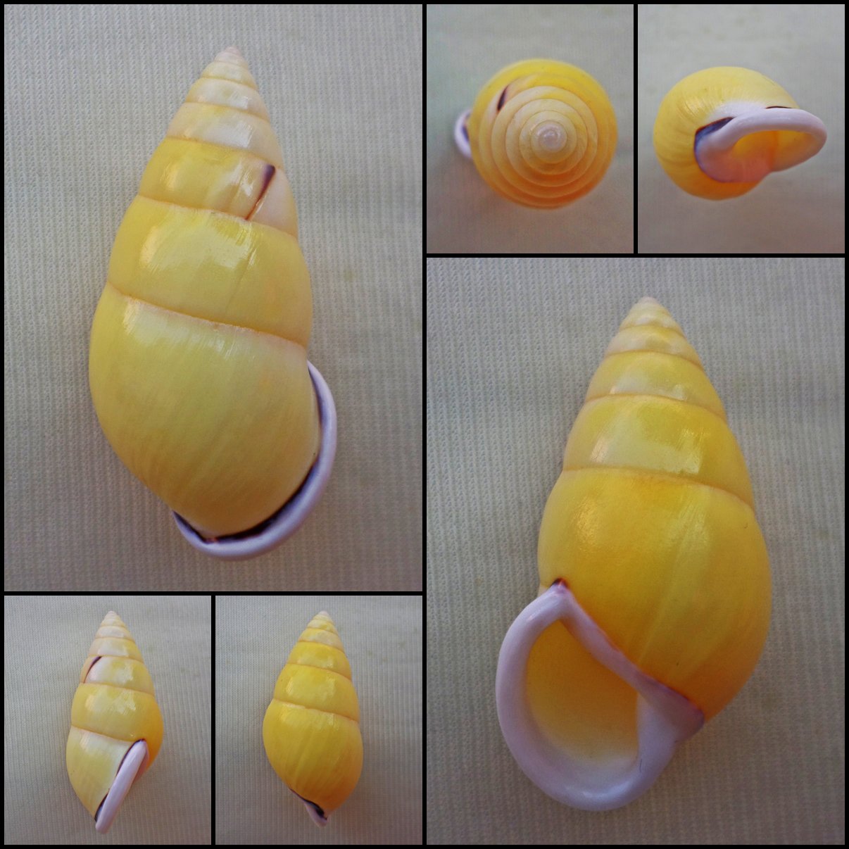 ABC25 - Amphidromus perversus butoti YELLOW FORM 48.09mm
