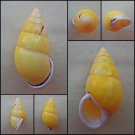 ABC25 - Amphidromus perversus butoti YELLOW FORM 48.09mm