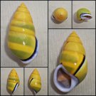 AAB01 - Amphidromus perversus butoti f. infraviridis 45.03mm