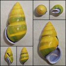AAB02 - Amphidromus perversus butoti f. infraviridis 47.87mm