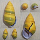 AAB05 - Amphidromus perversus butoti f. infraviridis 48.42mm