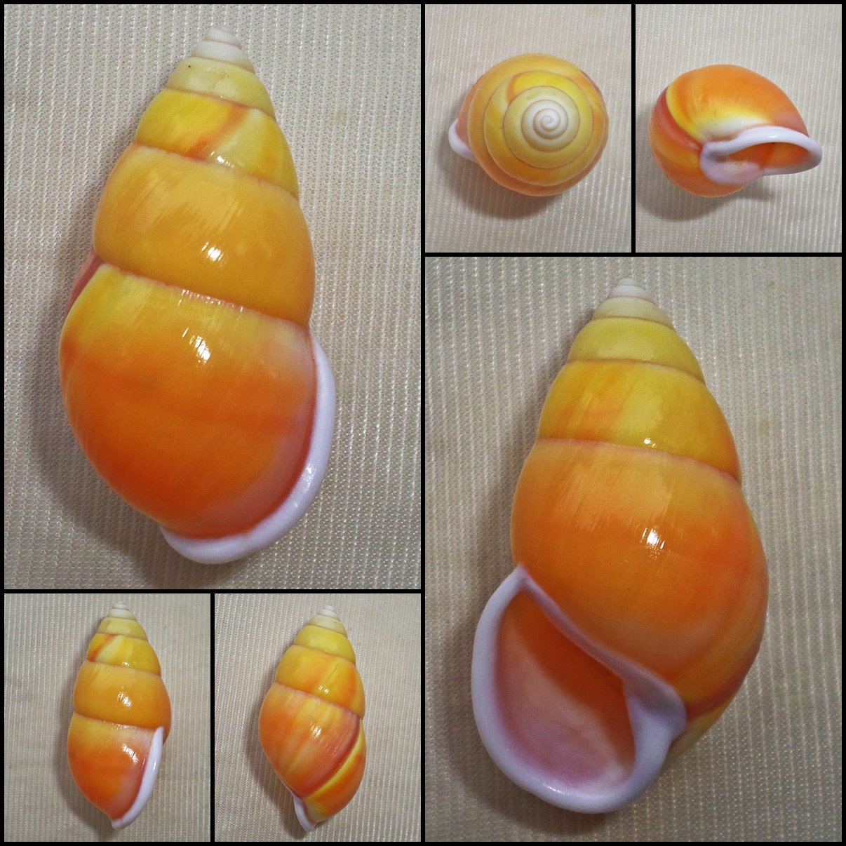 AAA03 - Amphidromus perversus solemi 48.41mm