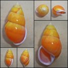 AAA03 - Amphidromus perversus solemi 48.41mm