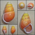 AAA06 - Amphidromus perversus solemi 48.62mm