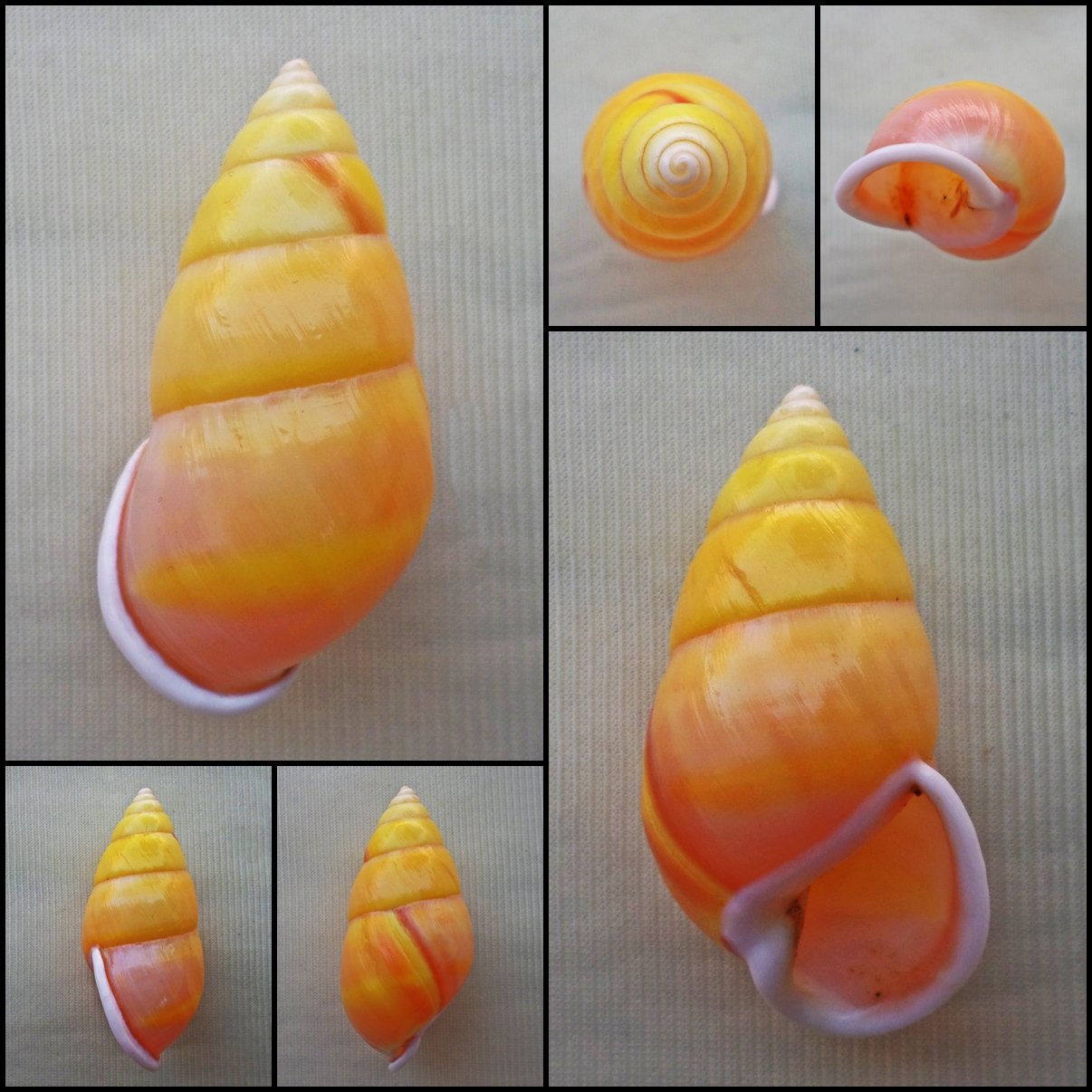 ABC01 - Amphidromus perversus solemi 49.75mm