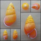 ABC01 - Amphidromus perversus solemi 49.75mm