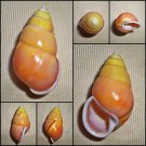 ABA03 - Amphidromus perversus solemi 50.02mm