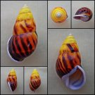 ABC13 - Amphidromus perversus solemi f. sultanus 50.94mm