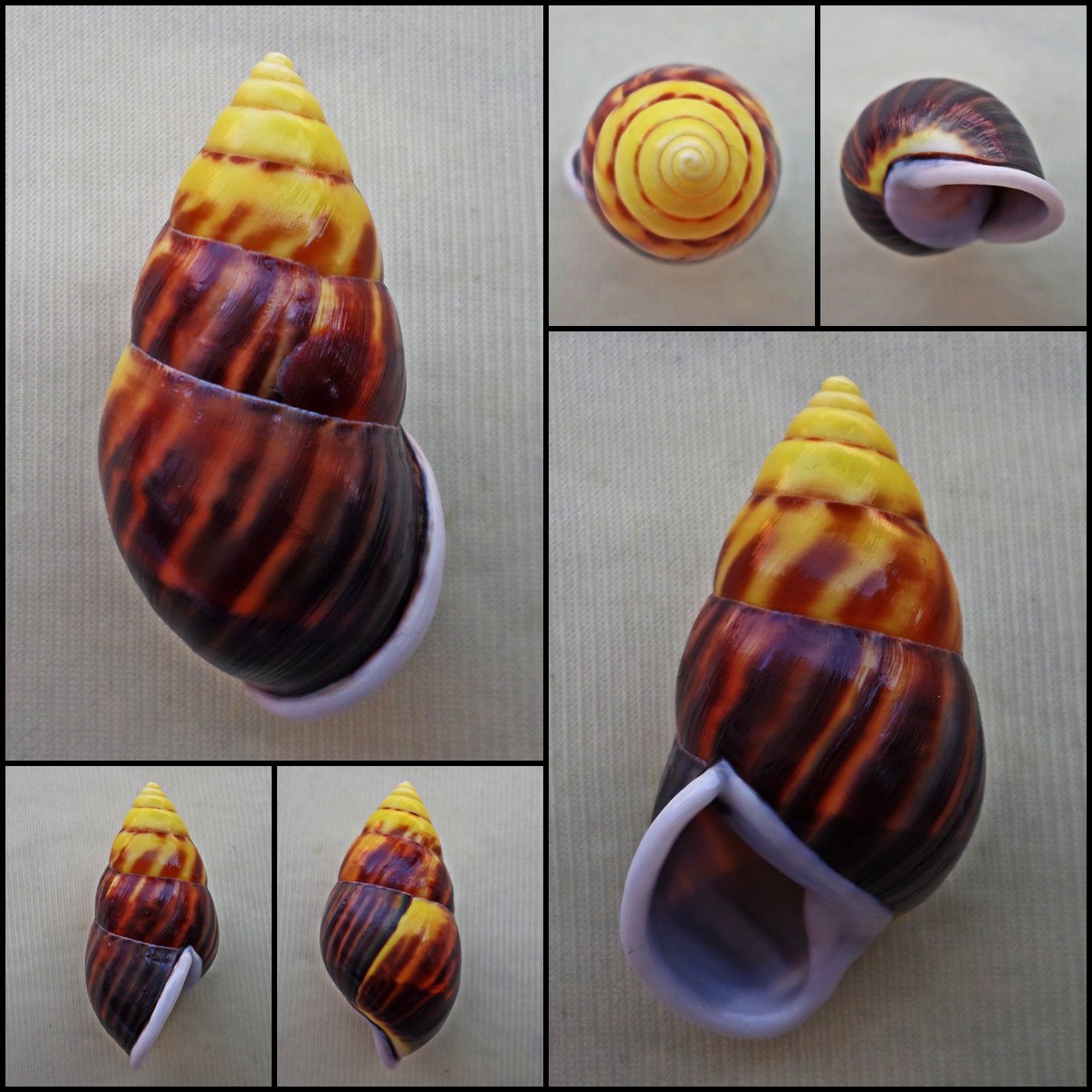 ABC20 - Amphidromus perversus solemi f. sultanus 51.39mm