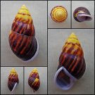 ABC20 - Amphidromus perversus solemi f. sultanus 51.39mm