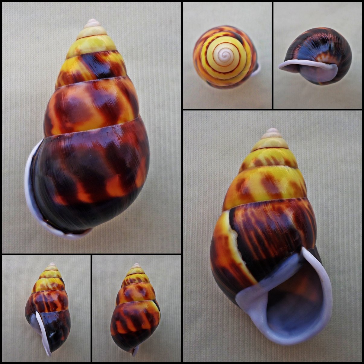 ABC15 - Amphidromus perversus solemi f. sultanus 47.53mm