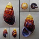 ABC18 - Amphidromus perversus solemi f. sultanus  47.21mm