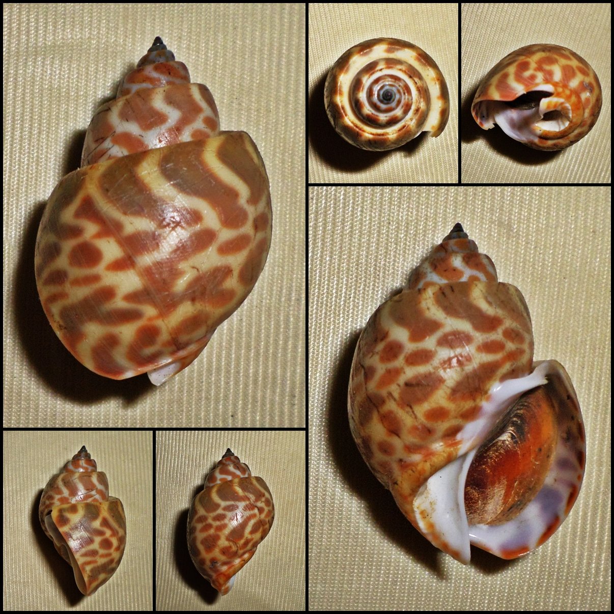 Babylonia spirata 45.17mm