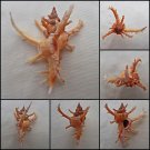 BHA02 - Chicoreus axicornis 65.25mm