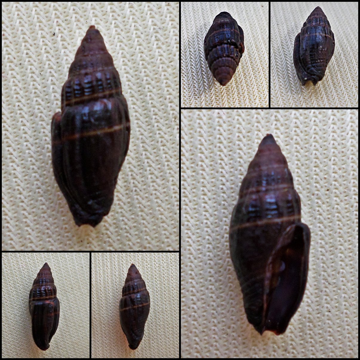 BEA21 - Vexillum nigritella 13.54mm
