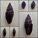 BEA21 - Vexillum nigritella 13.54mm