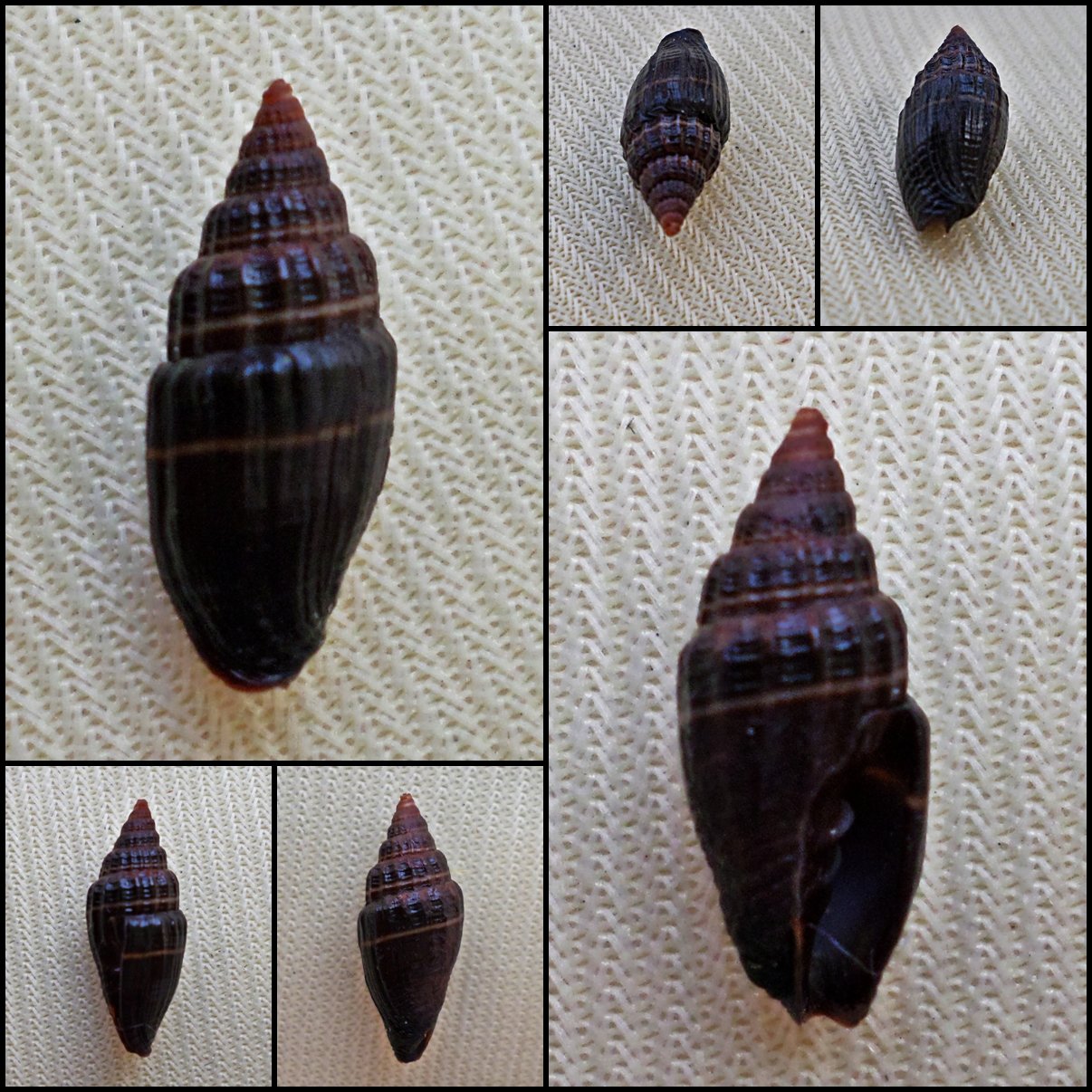 BEA22 - Vexillum nigritella 13.52mm
