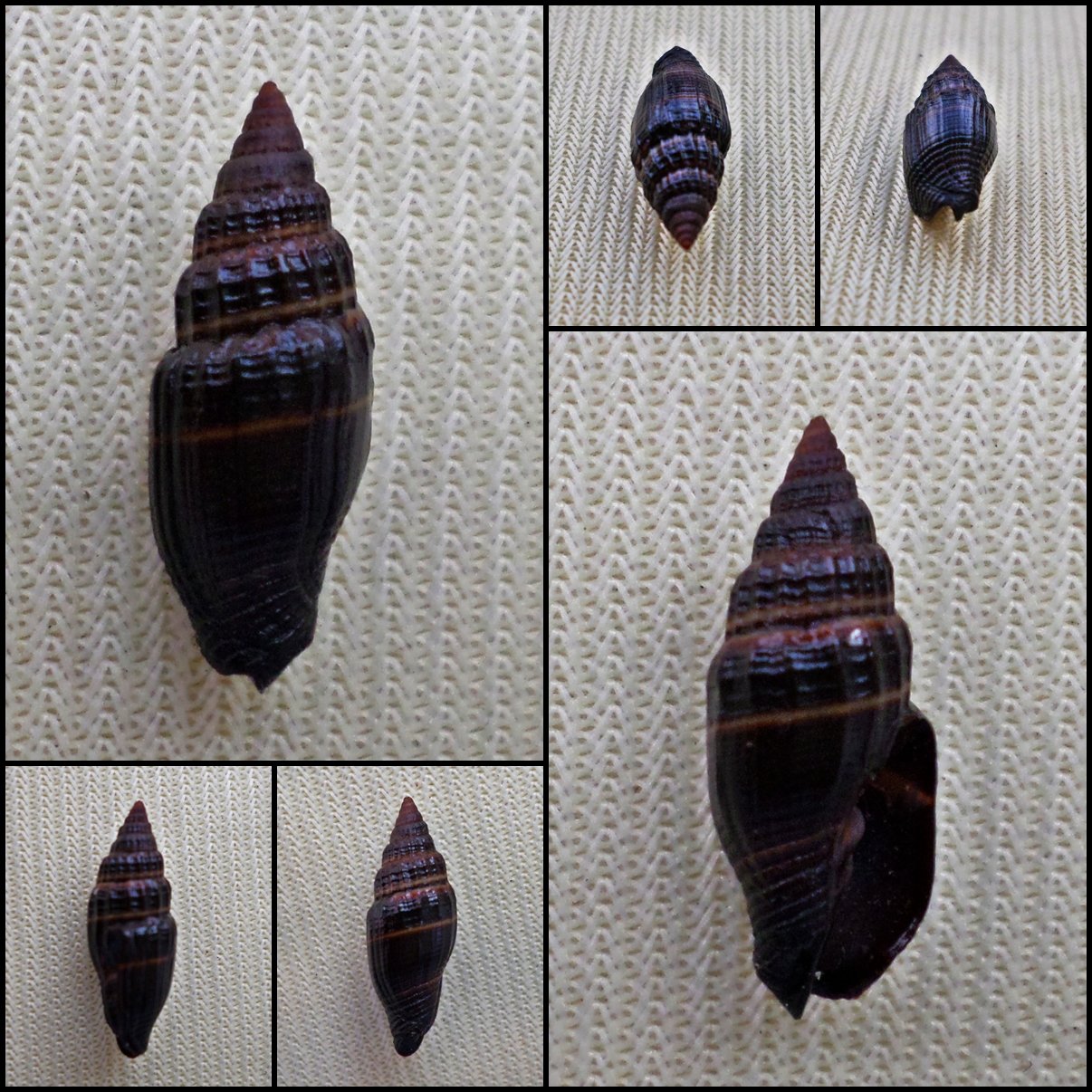 BEC27 - Vexillum nigritella 13.48mm