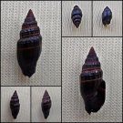 BEC27 - Vexillum nigritella 13.48mm