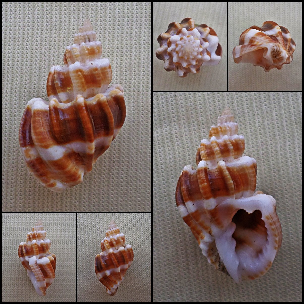 Scalptia crossei 22.82mm