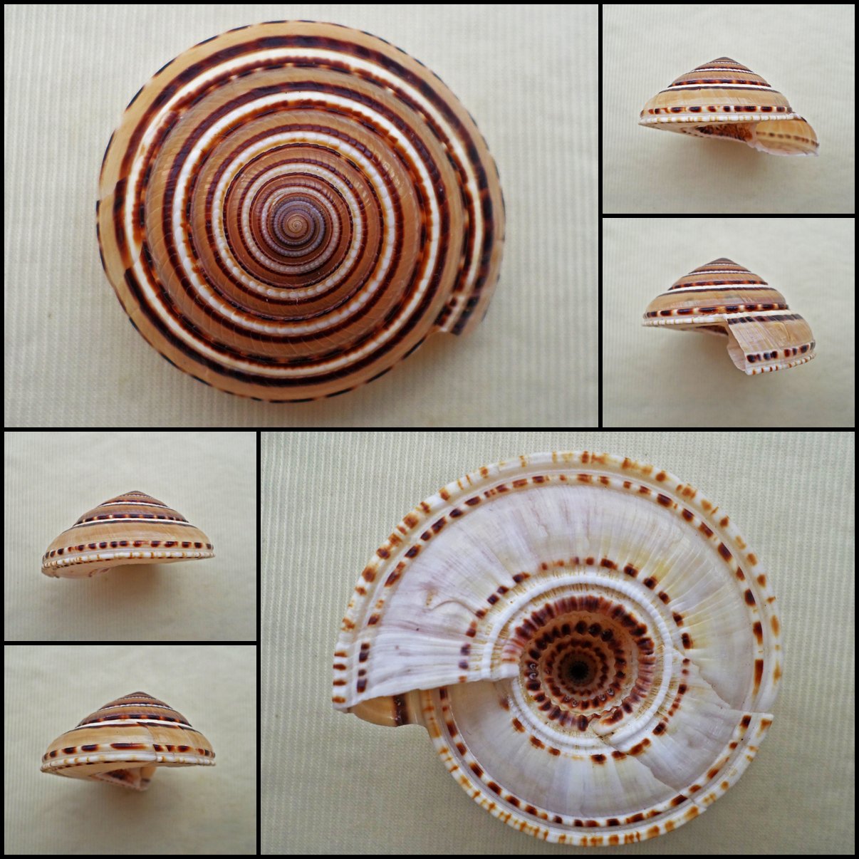 Architectonica perspectiva 53.27mm