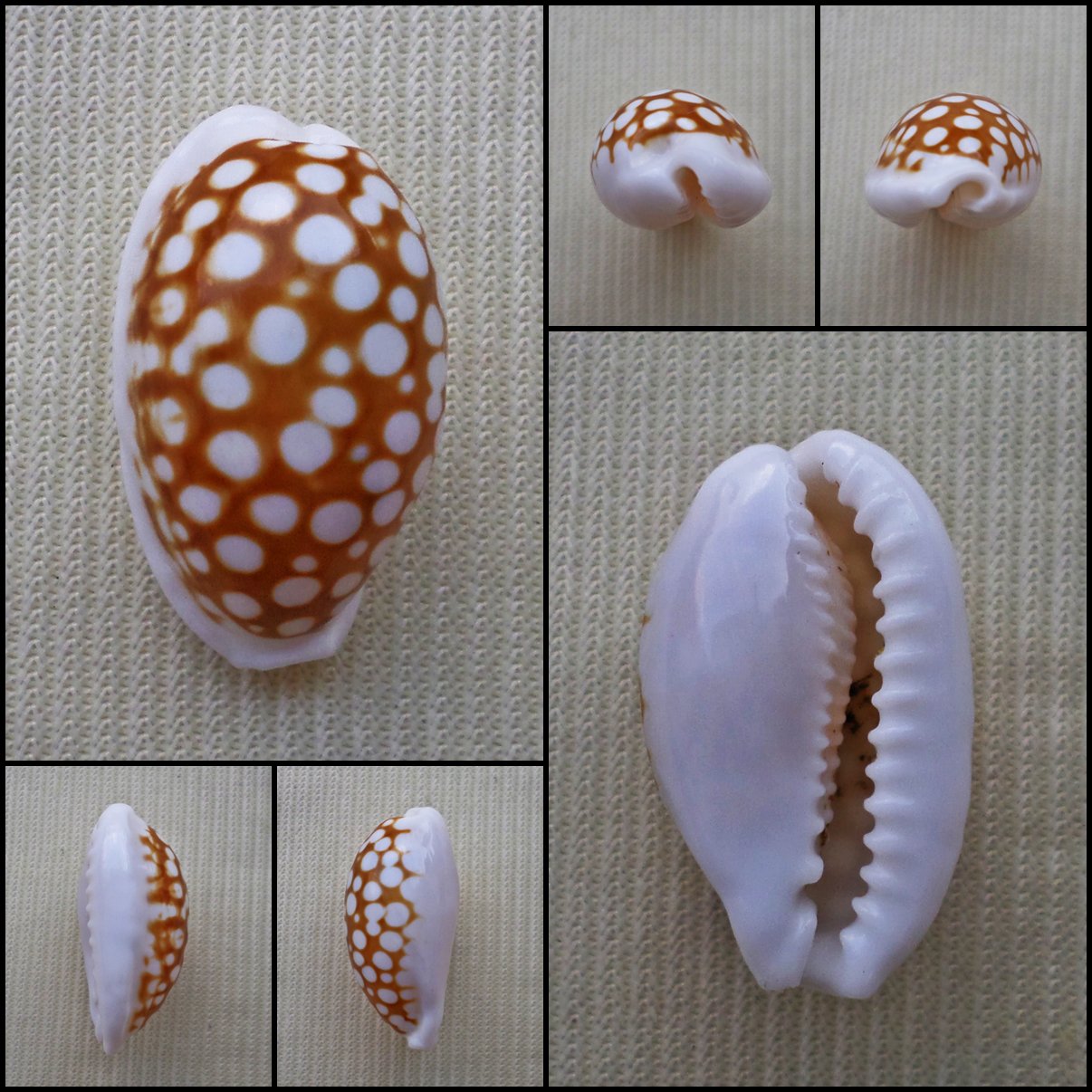 BCB09 - Cribrarula cribraria 19.86mm