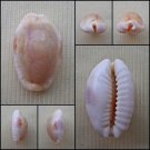 BCB26 - Erosaria erosa 22.31mm