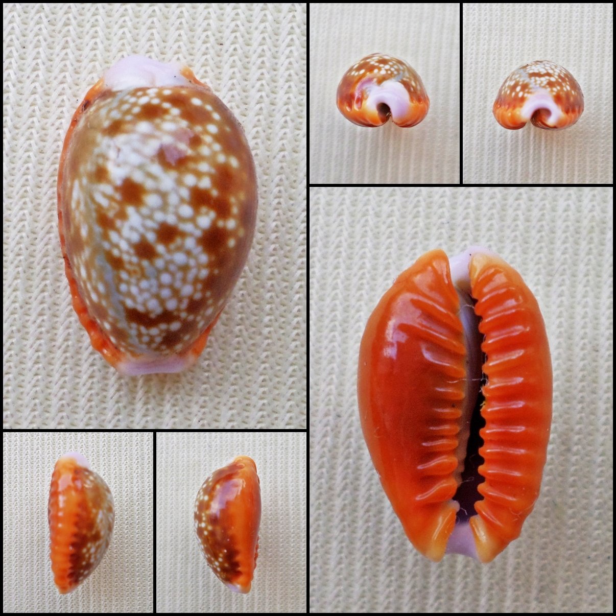 BCB22 - Erosaria helvola 14.65mm