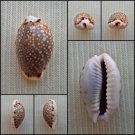BDA20 - Erosaria labrolineata 14.92mm