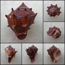 BGA06 - Volema myristica 66.25mm