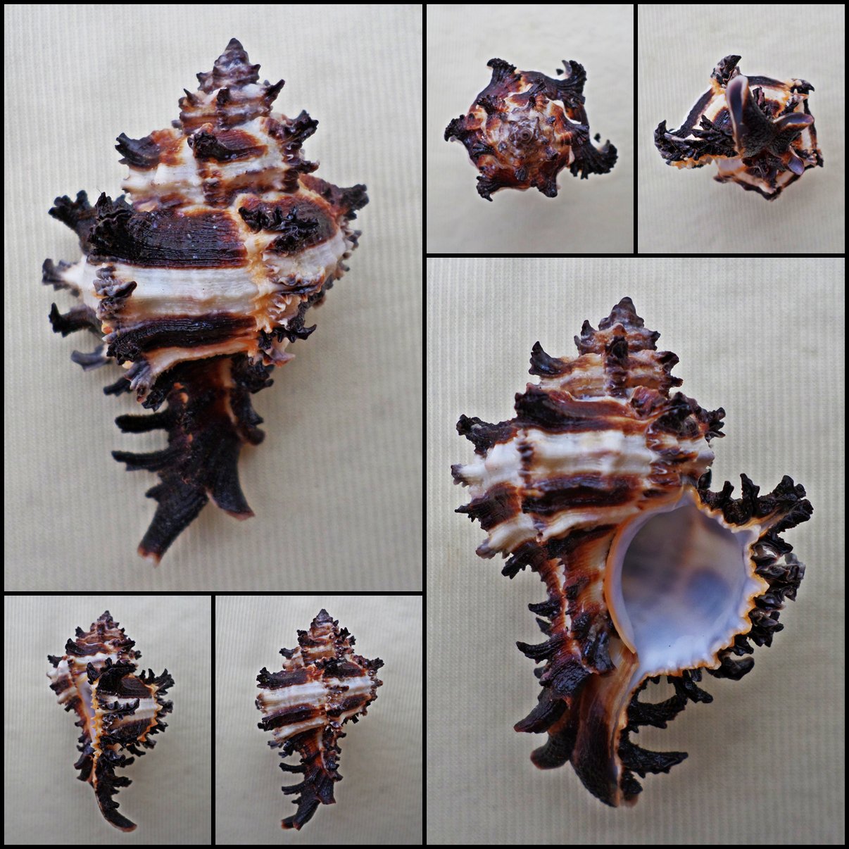 BGA07 - Hexaplex cichoreum 65.98mm