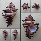 BGA07 - Hexaplex cichoreum 65.98mm