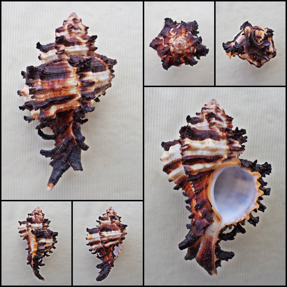 BGA08 - Hexaplex cichoreum 77.47mm