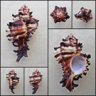 BGA08 - Hexaplex cichoreum 77.47mm