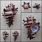 BGA09 - Hexaplex cichoreum 66.22mm