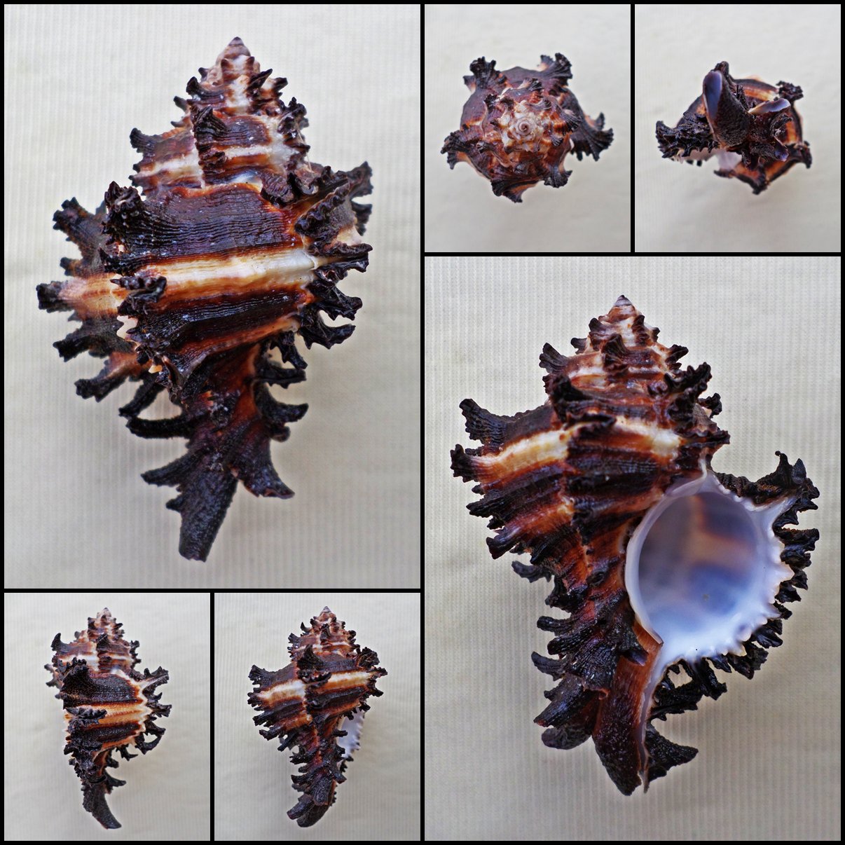 BGA10 - Hexaplex cichoreum 67.26mm