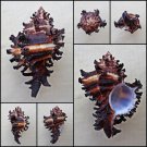 BGA10 - Hexaplex cichoreum 67.26mm