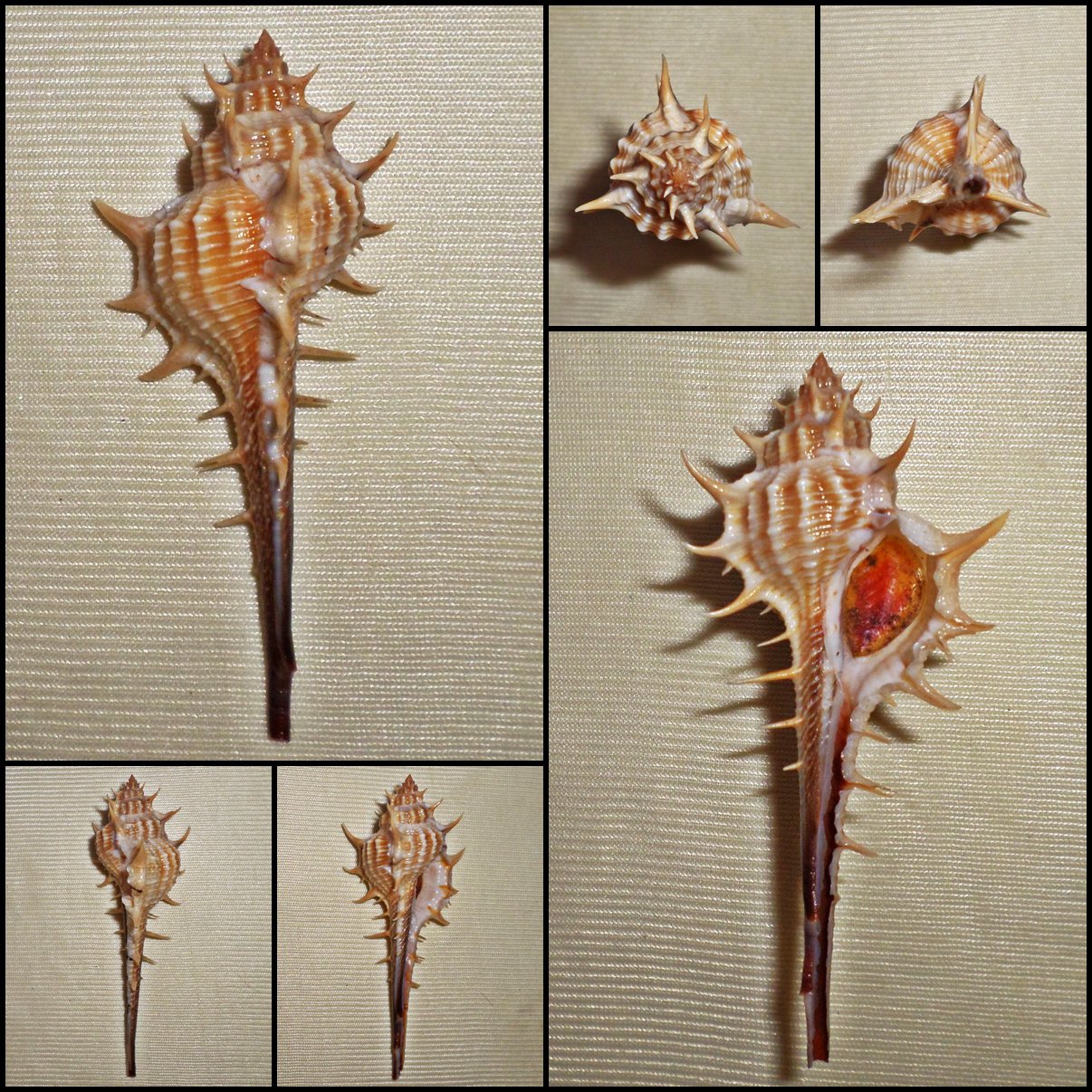 BGC10 - Murex trapa 76.82mm