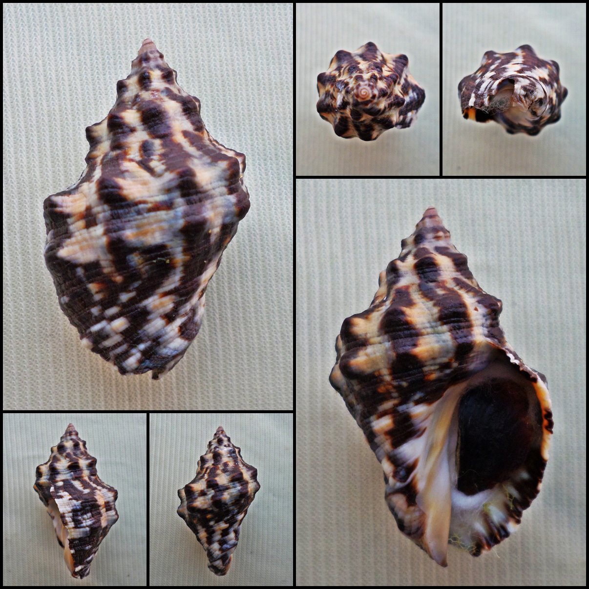 BDA14 - Thais tuberosa 33.93mm