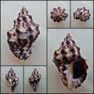 BDA14 - Thais tuberosa 33.93mm