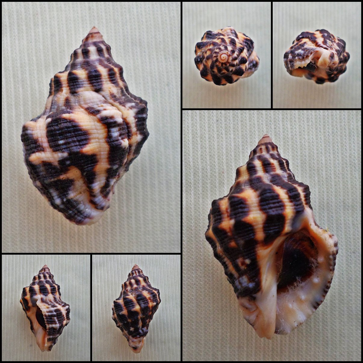 BDA16 - Thais tuberosa 28.86mm