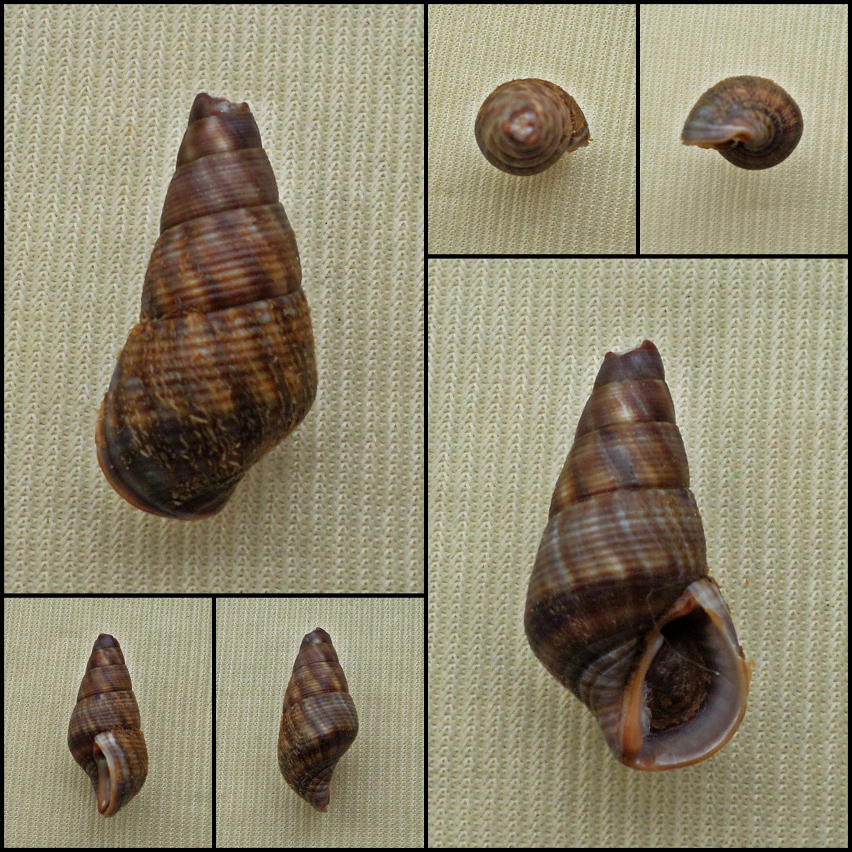 BAC10 - Fissilabia decollata  22.14mm