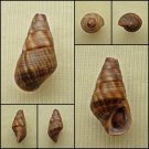 BAC19 - Fissilabia decollata  22.61mm