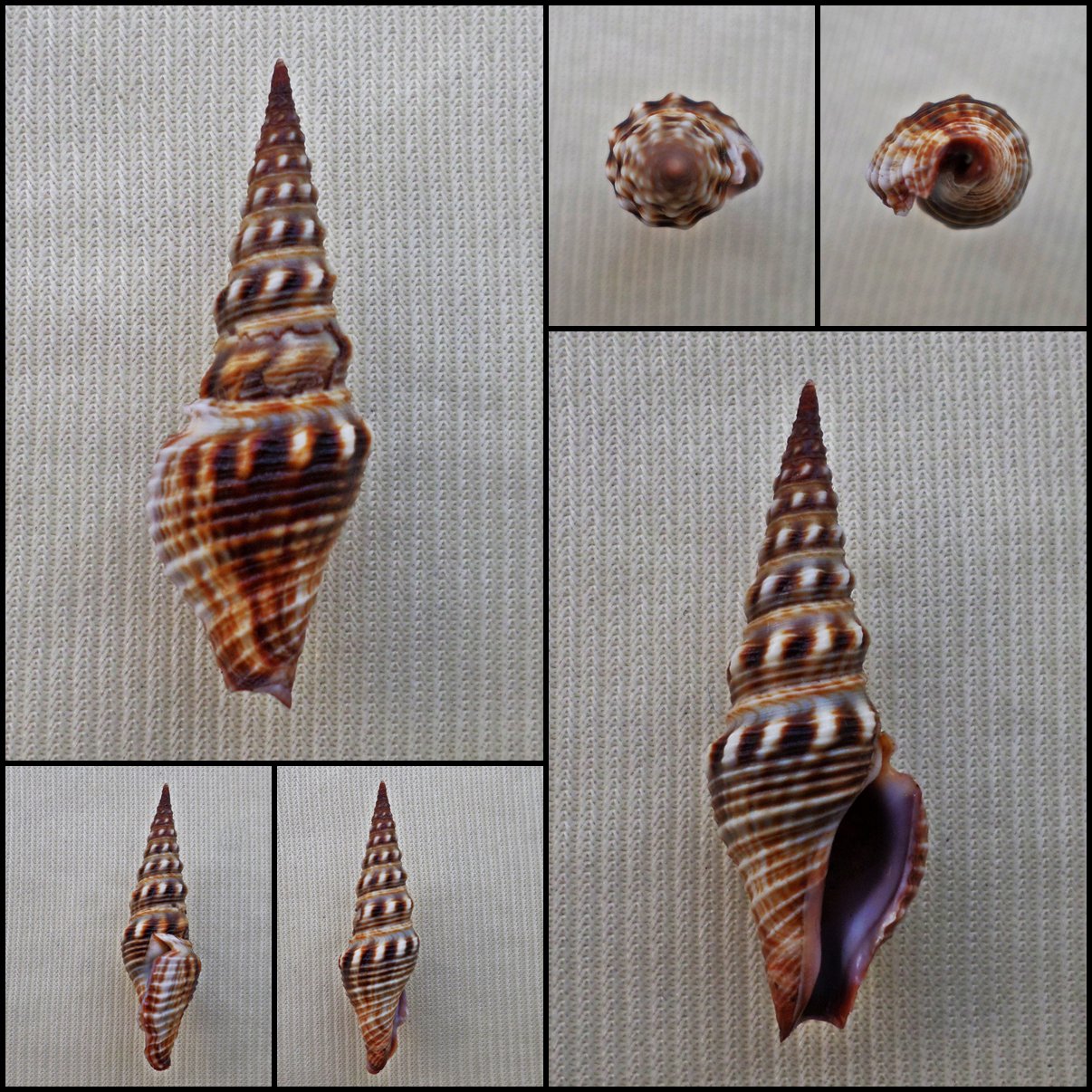 BCB40 - Brachytoma vexillum 34.27mm