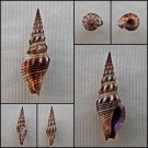BCB40 - Brachytoma vexillum 34.27mm