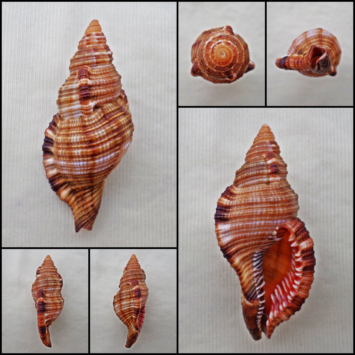 BGA03 - Cymatium pileare 66.92mm