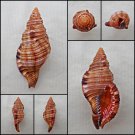 BGA03 - Cymatium pileare 66.92mm