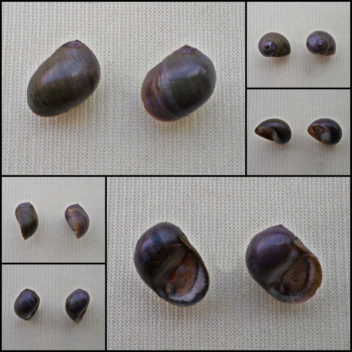 AGB03 - Clithon bicolor  11.94mm - 12.65mm
